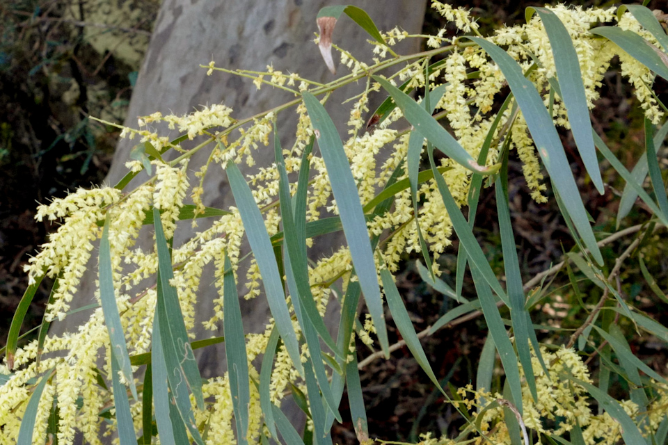 Photo of Acacia longifolia (Sydney Golden Wattle)