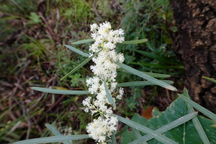Photo of Acacia suaveolens (Sweet Wattle)