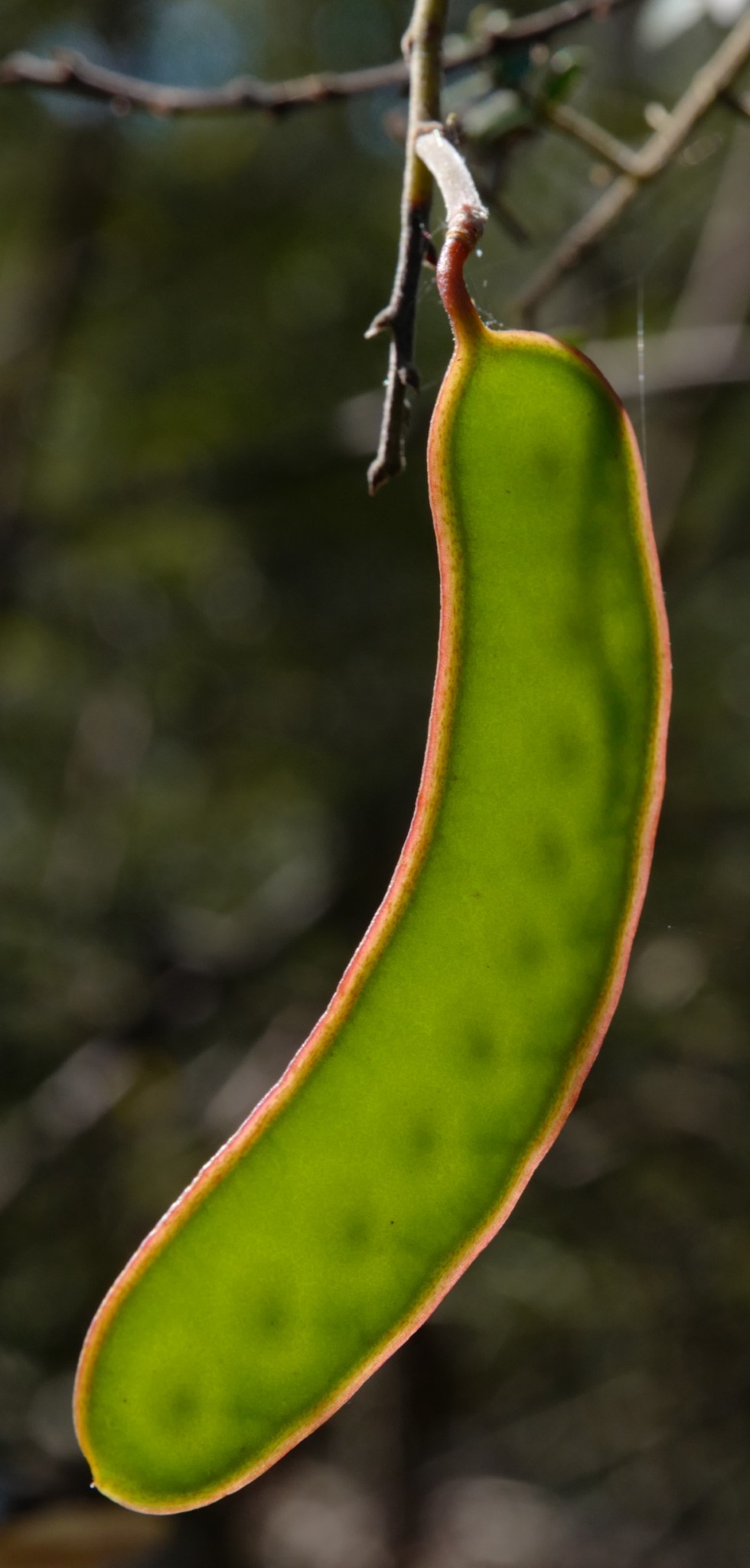 Pod of Acacia terminalis subsp. Eastern Sydney