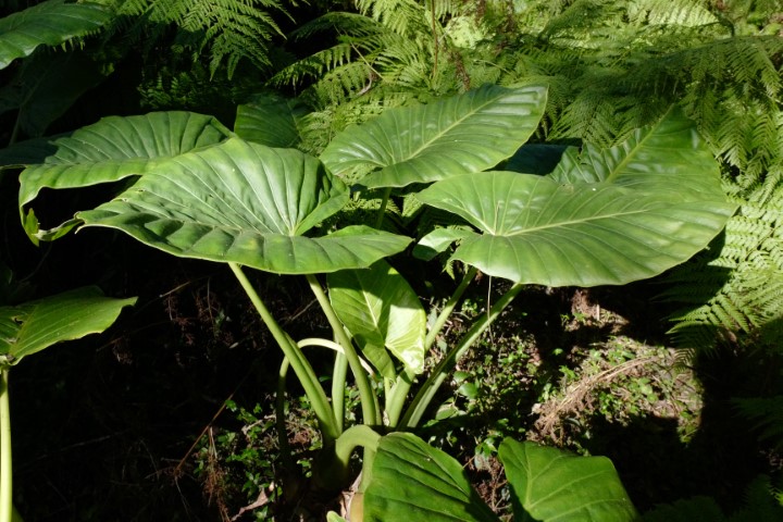 Photo of Alocasia brisbanensis (Cunjevoi)
