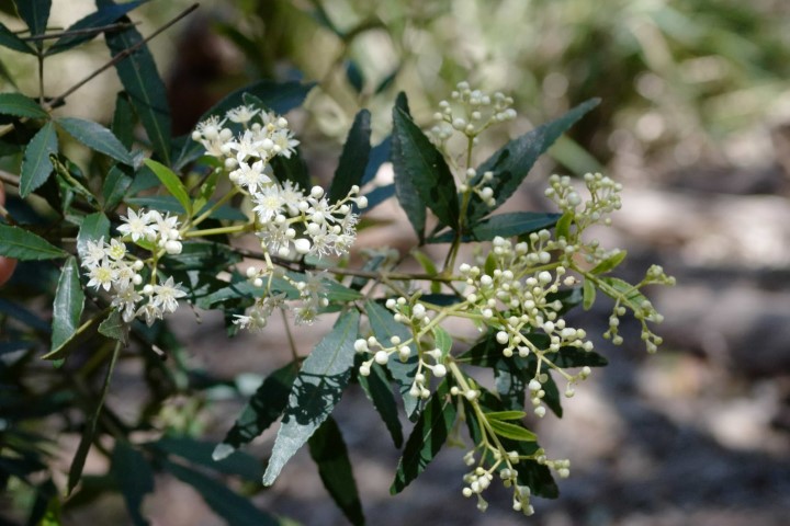 Photo of Ceratopetalum gummiferum (NSW Christmas Bush)