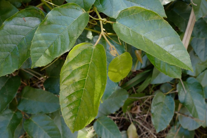 Photo of Cissus antarctica (Kangaroo Vine)