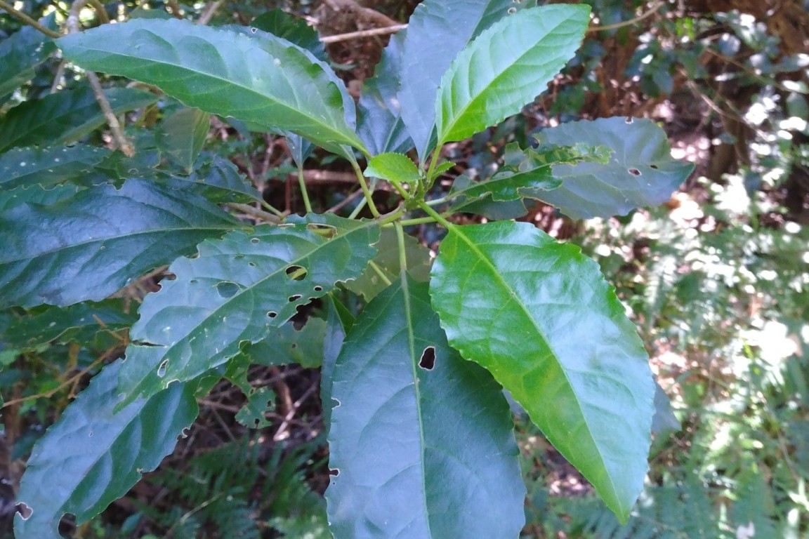 Photo of Claoxylon australe