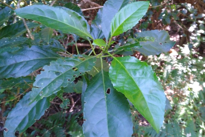 Photo of Claoxylon australe (Brittlewood)