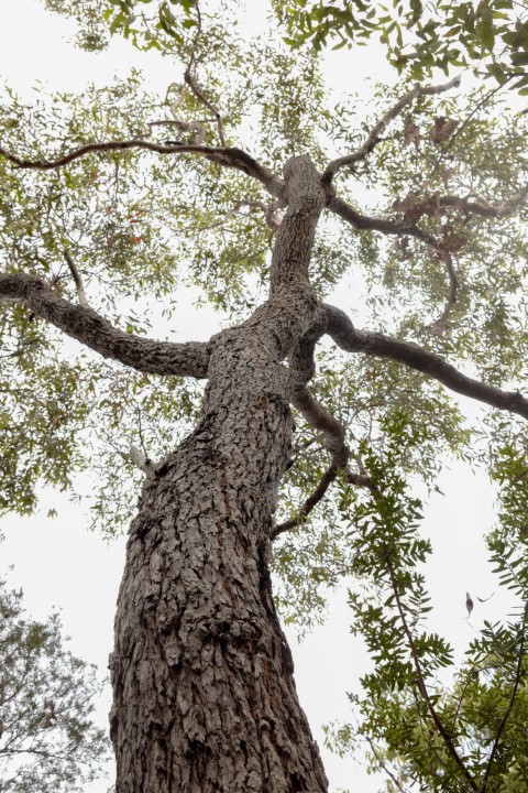 Photo of Corymbia gummifera (Red Bloodwood)