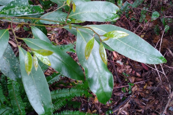 Photo of Cryptocarya glaucescens (Jackwood)