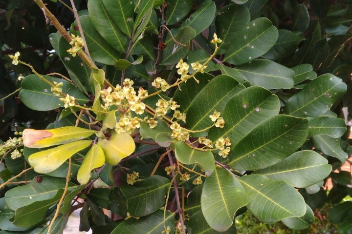 Photo of Cupaniopsis anacardioides (Tuckeroo)