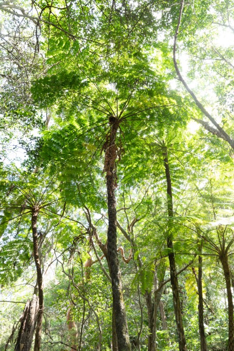 Photo of Cyathea cooperi (Lacy Treefern)