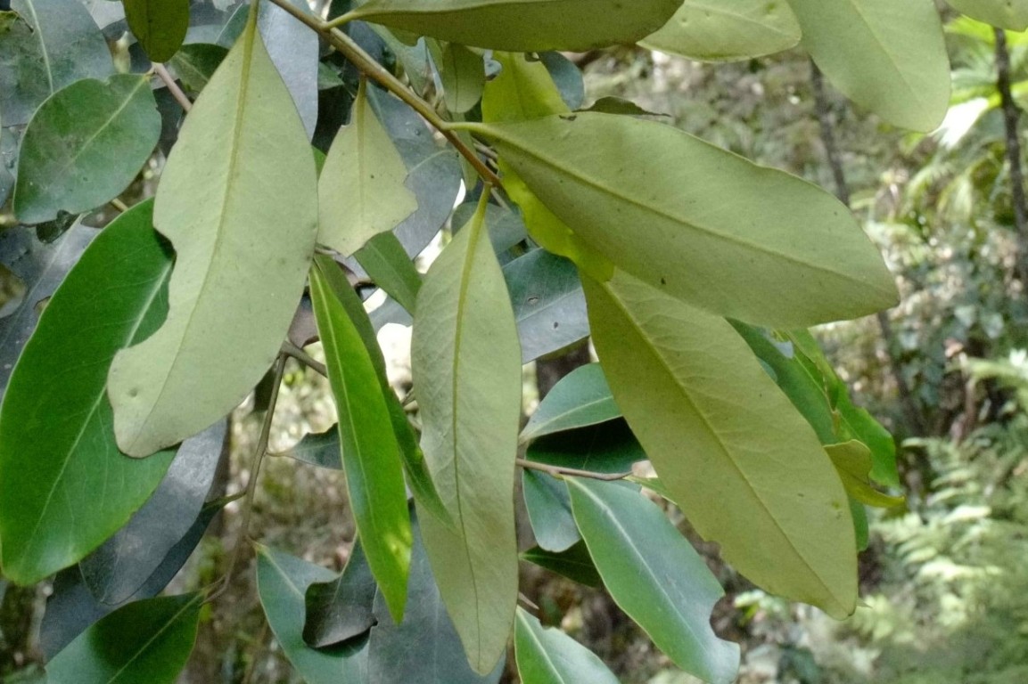 Photo of Diospyros australis