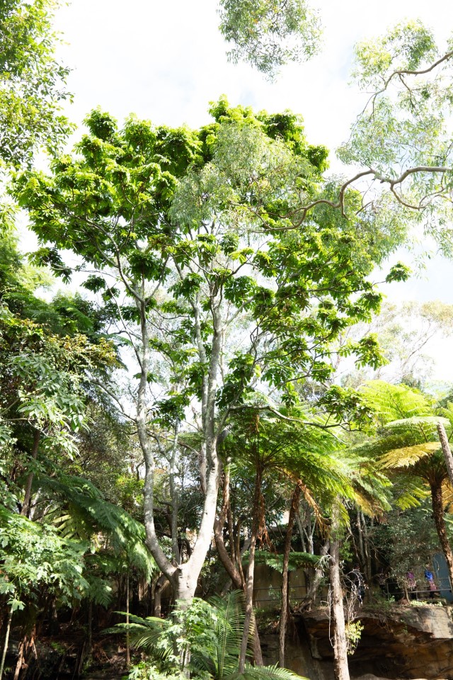 Photo of Diploglottis australis (Native Tamarind)