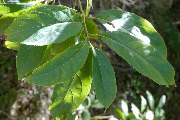 Photo of Ehretia acuminata (Koda)