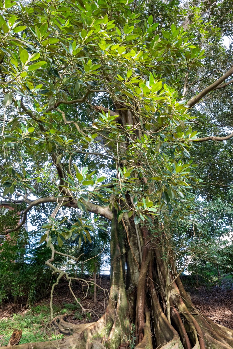 Photo of Ficus macrophylla