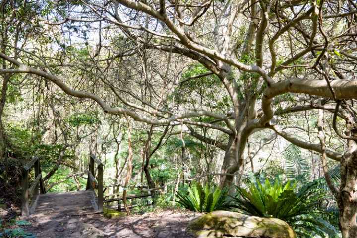 Photo of Ficus rubiginosa (Port Jackson Fig)