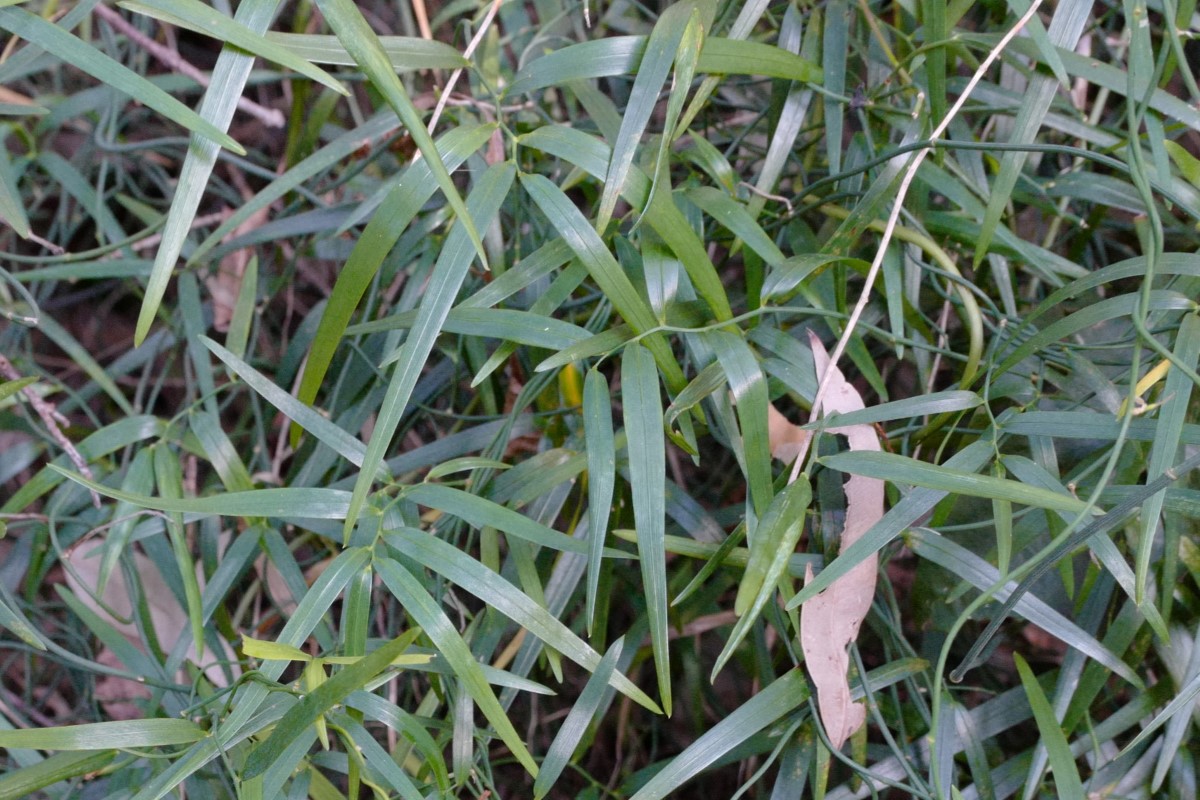 Photo of Geitonoplesium cymosum