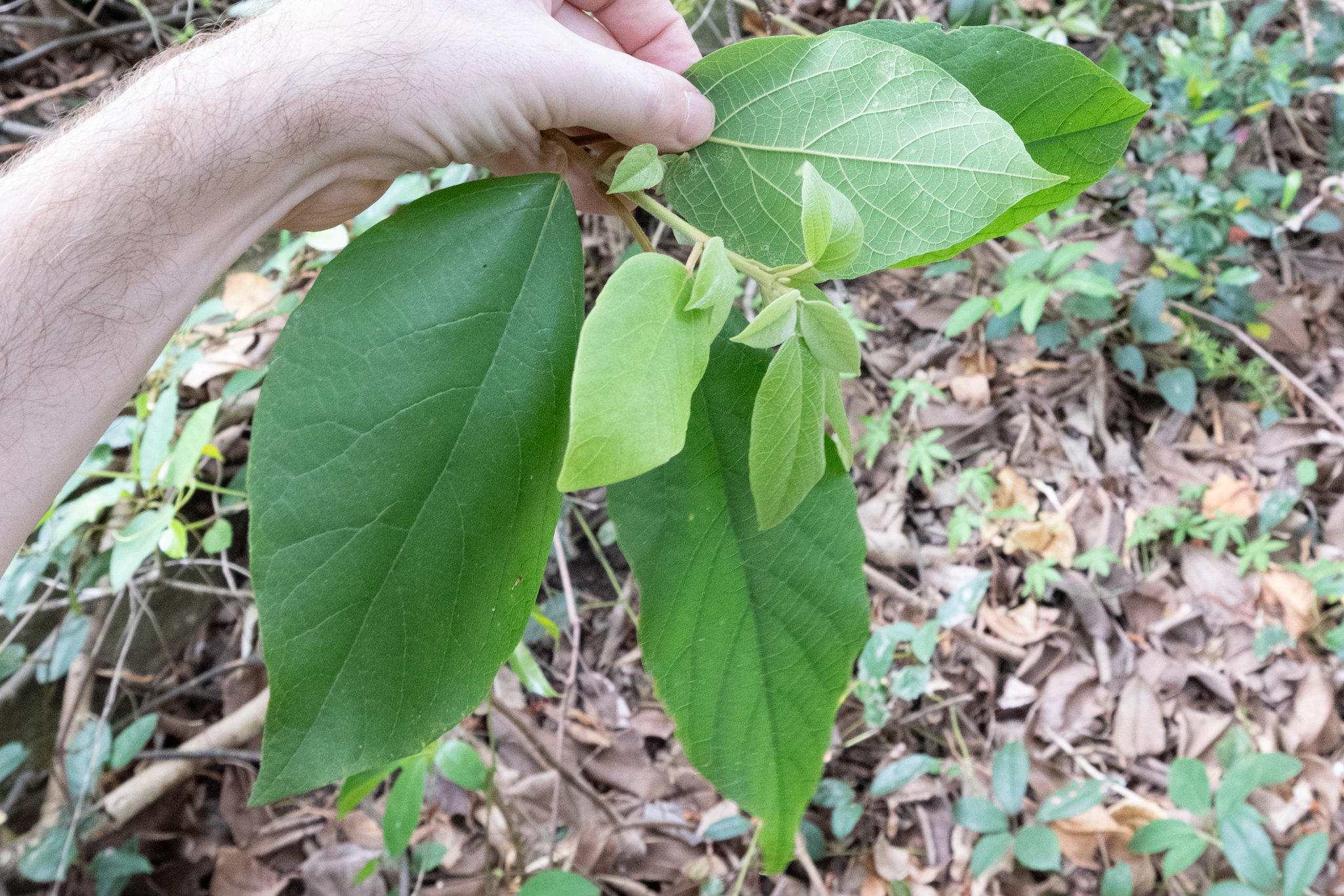 Gmelina leichhardtii leaves