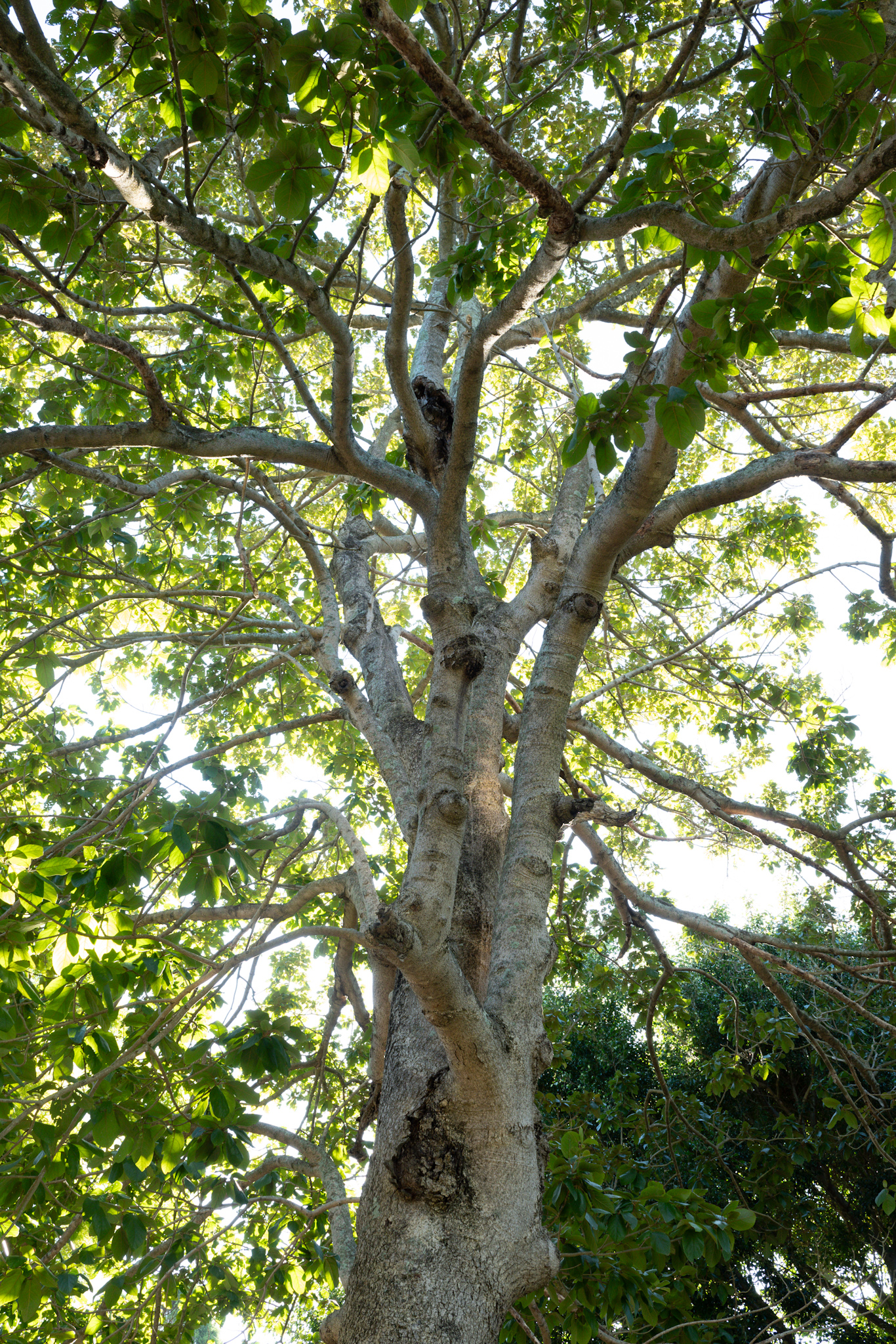 Gmelina leichhardtii