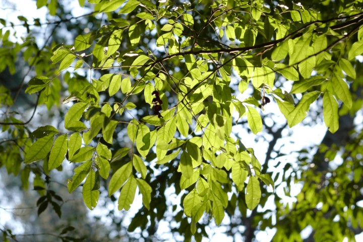 Photo of Pararchidendron pruinosum (Snowwood)