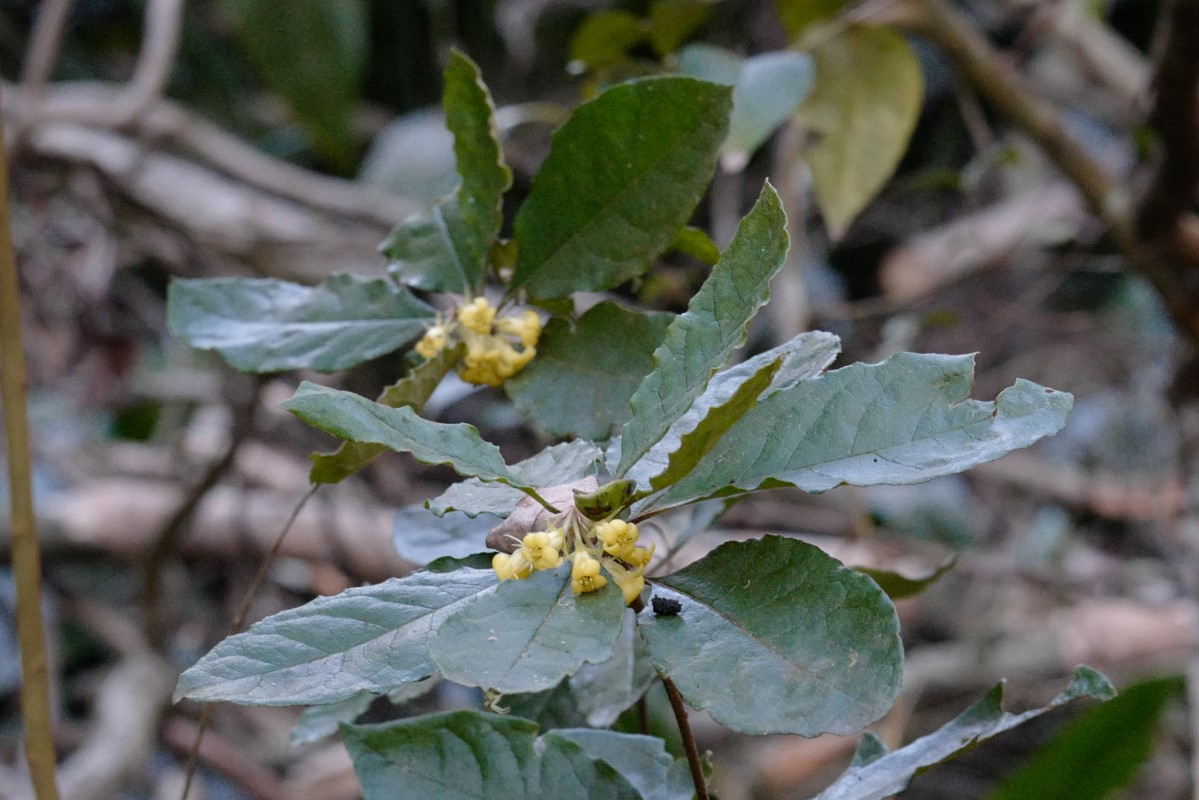 Photo of Pittosporum revolutum