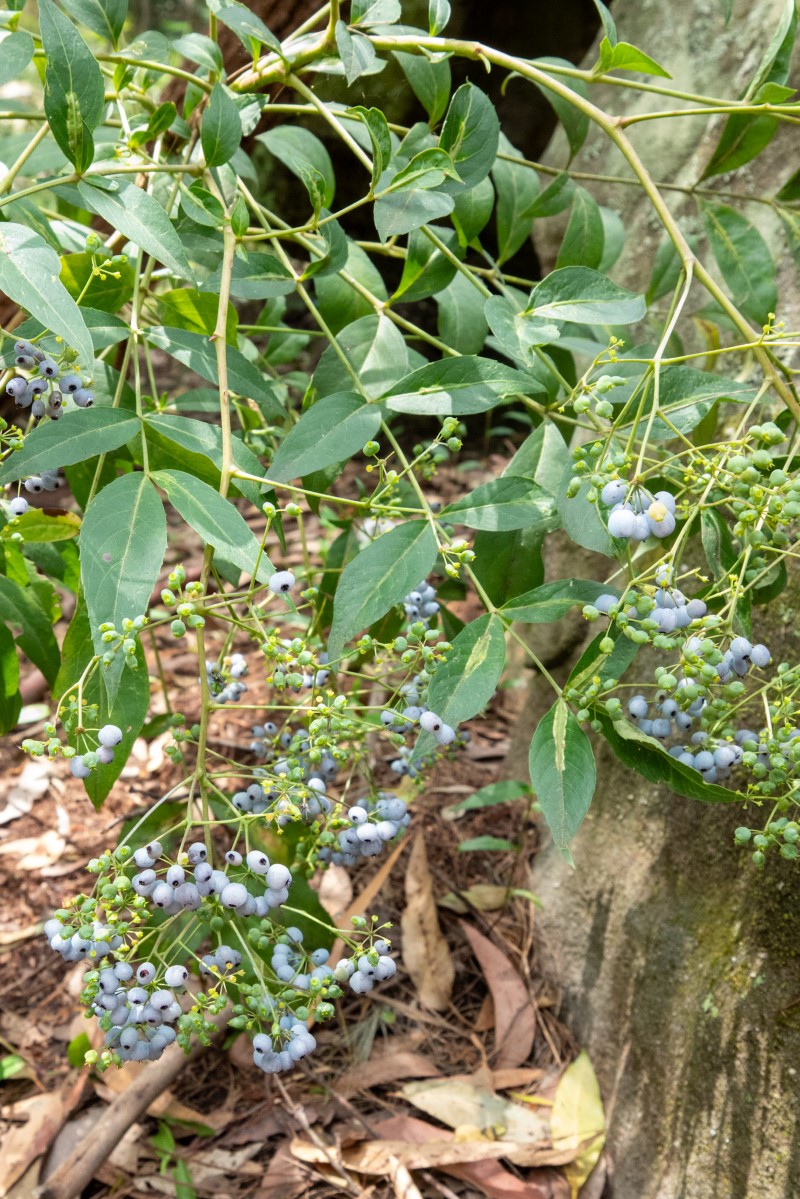 Photo of Polyscias sambucifolia
