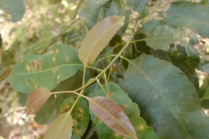 Photo of Schizomeria ovata (Australian Crabapple)
