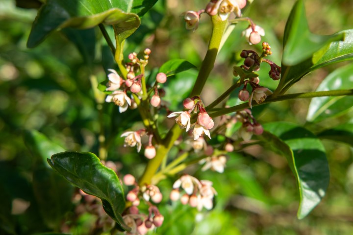 Photo of Synoum glandulosum (Scentless Rosewood)