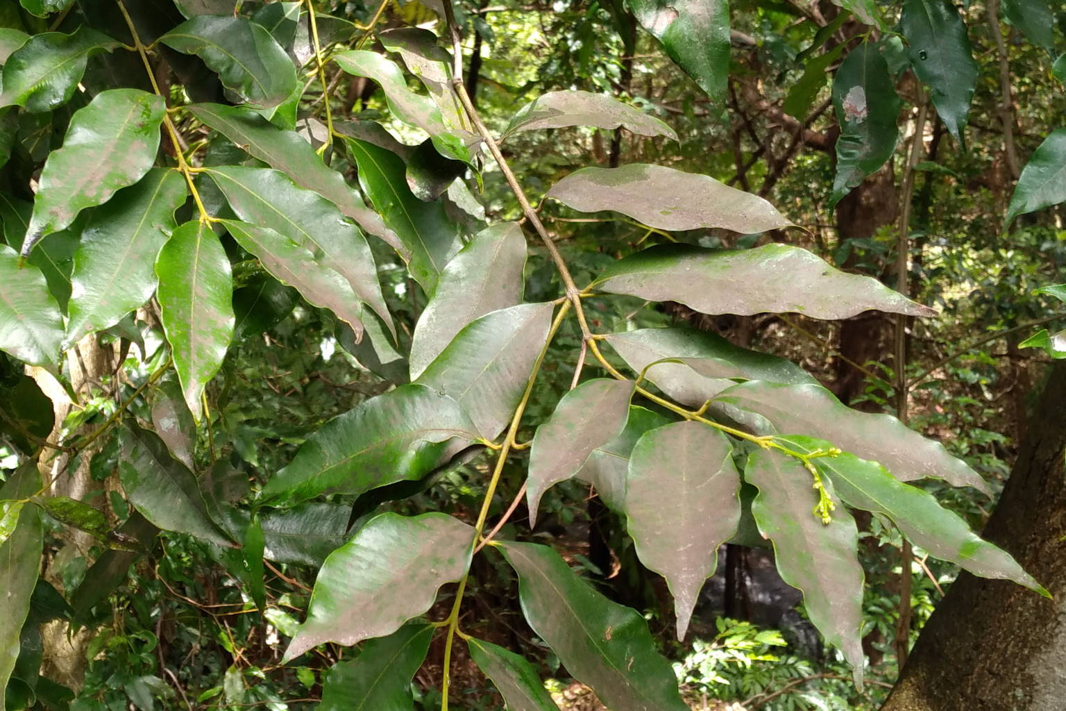 Waterhousea floribunda