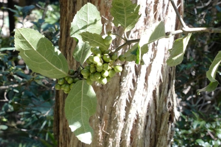 Photo of Wilkiea huegeliana (Wilkiea)
