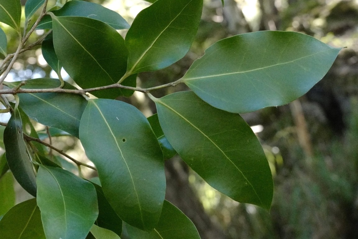 Photo of Celtis paniculata