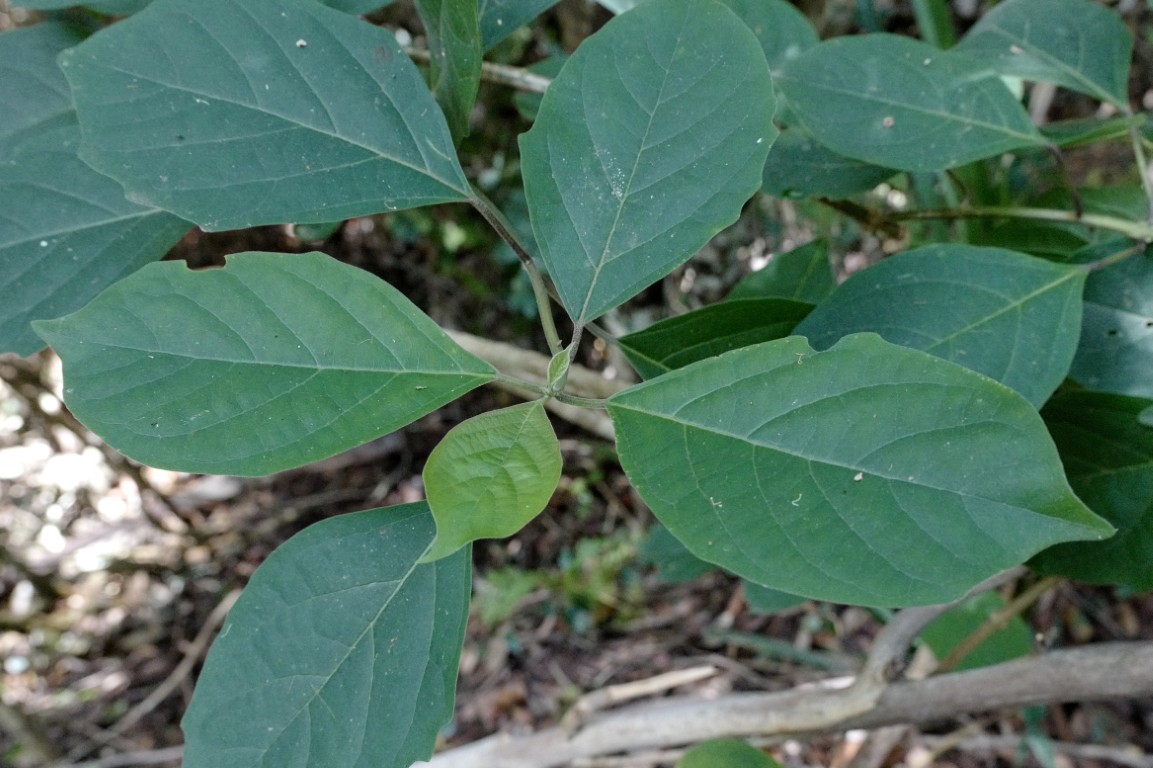 Photo of Clerodendrum tomentosum