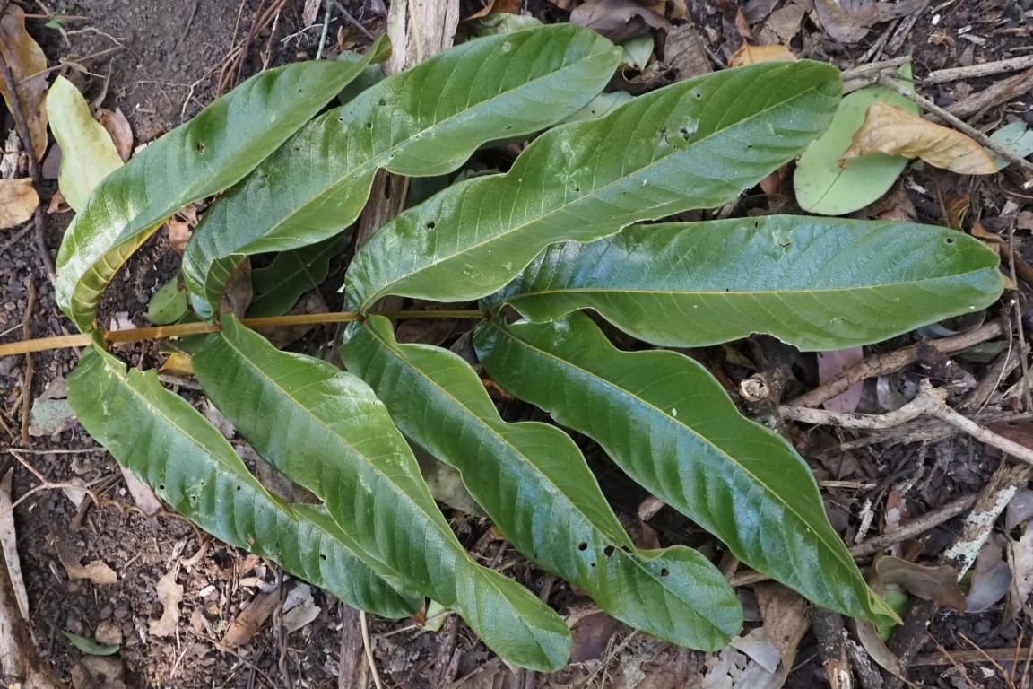 Photo of Diploglottis australis