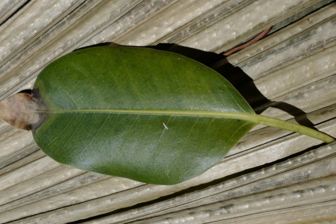 Photo of Ficus obliqua