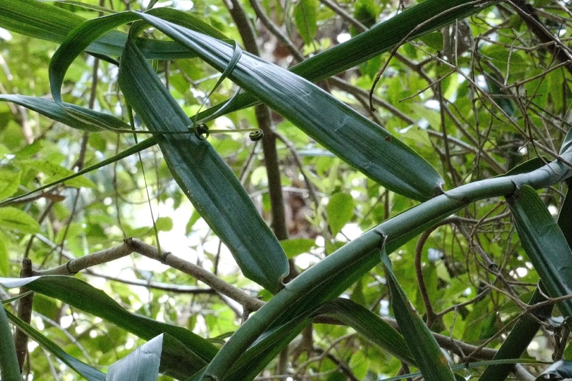 Photo of Flagellaria indica