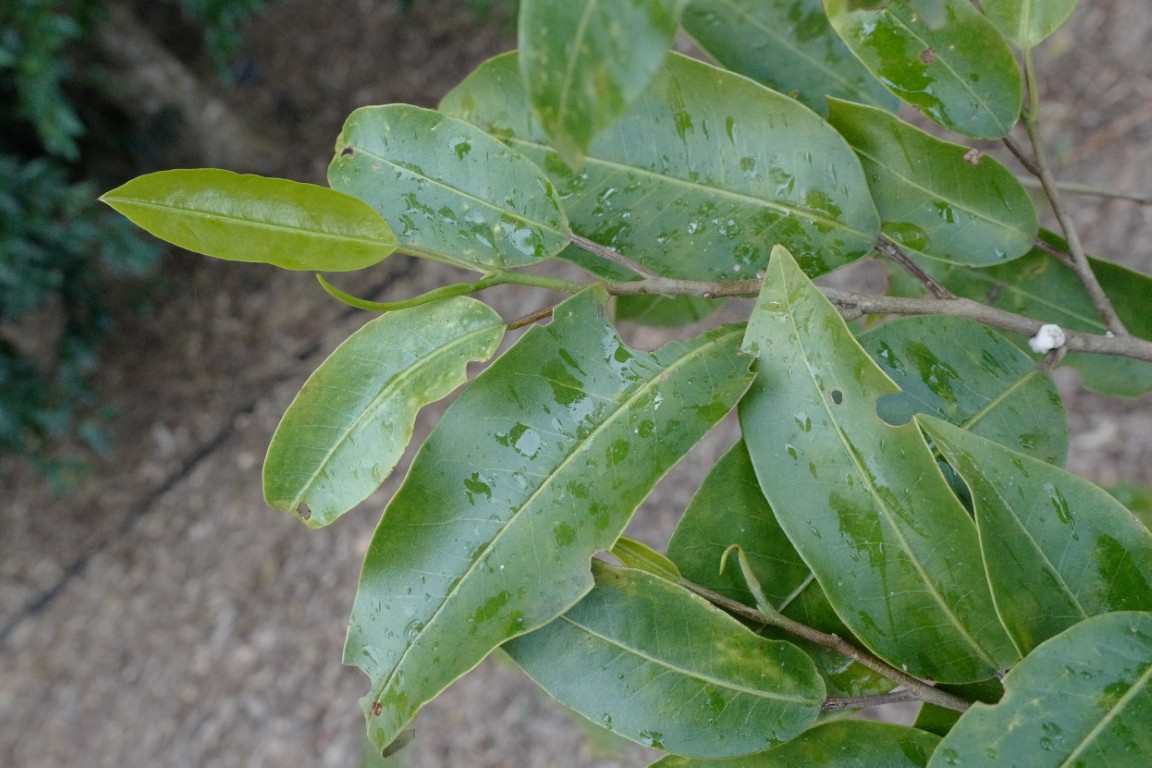 Photo of Geijera salicifolia