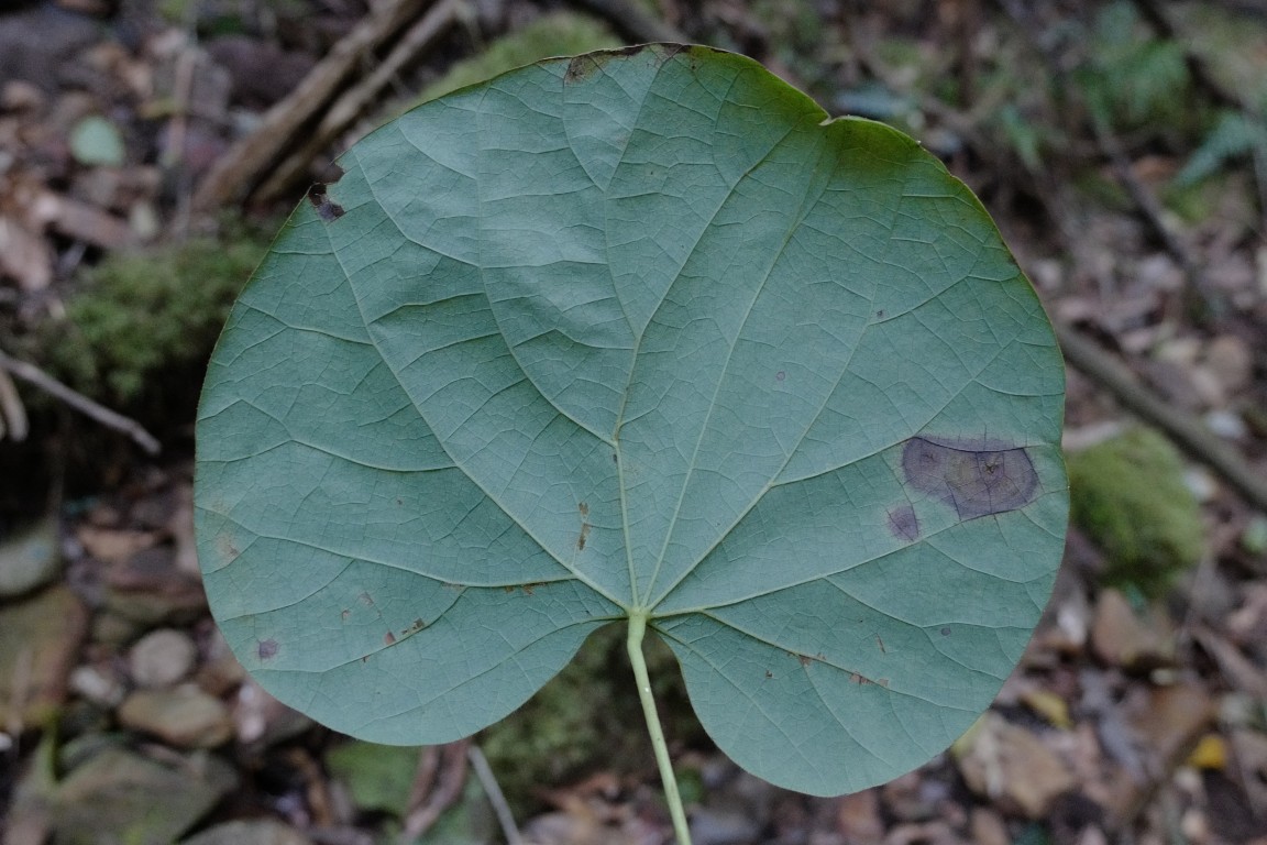 Photo of Legnephora moorei