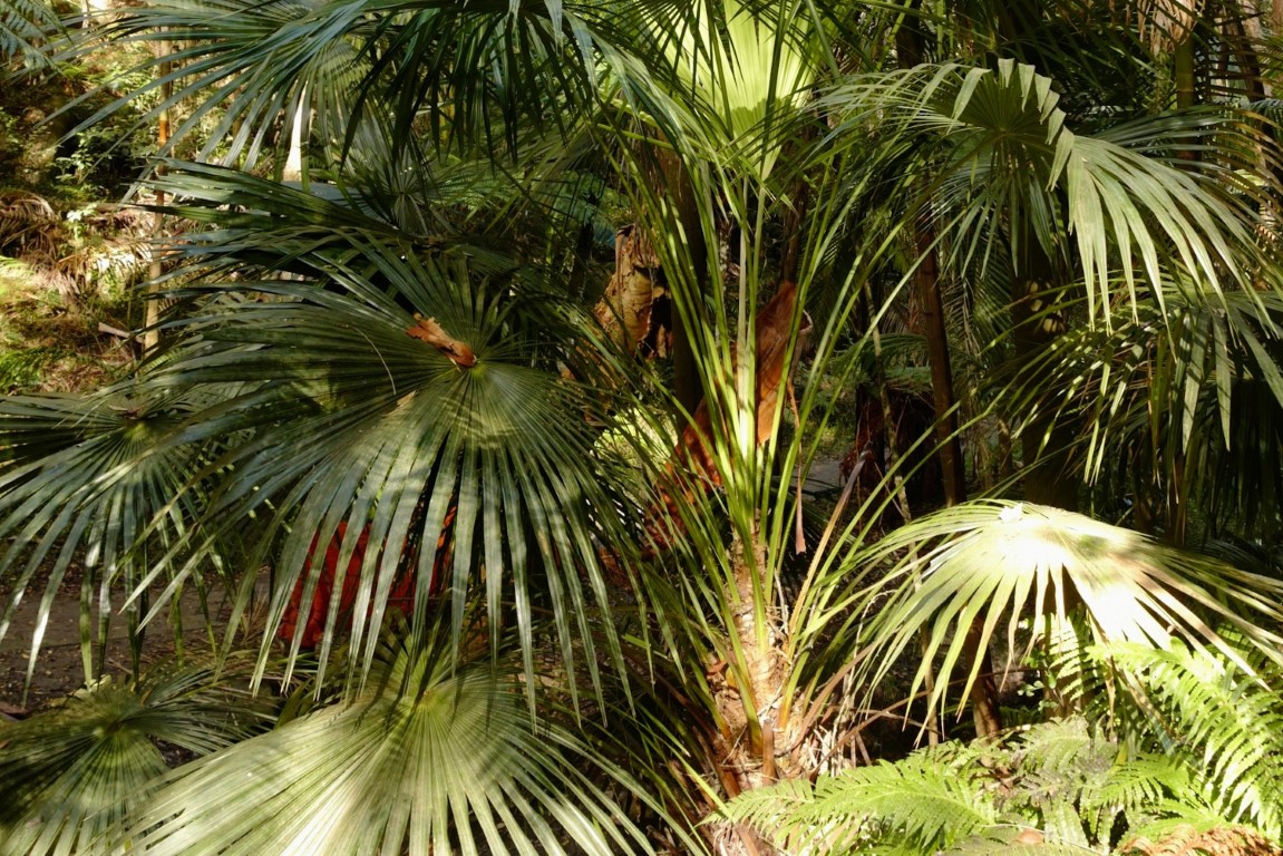 Photo of Livistona australis