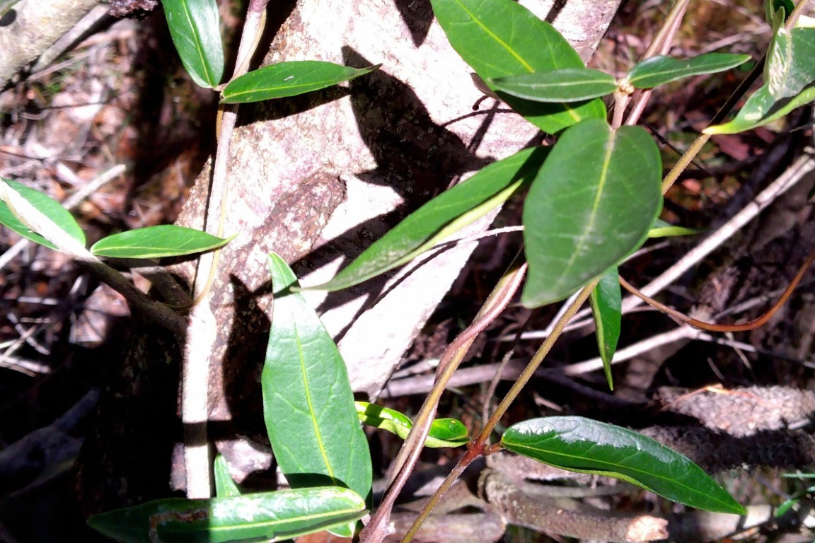 Photo of Marsdenia suaveolens
