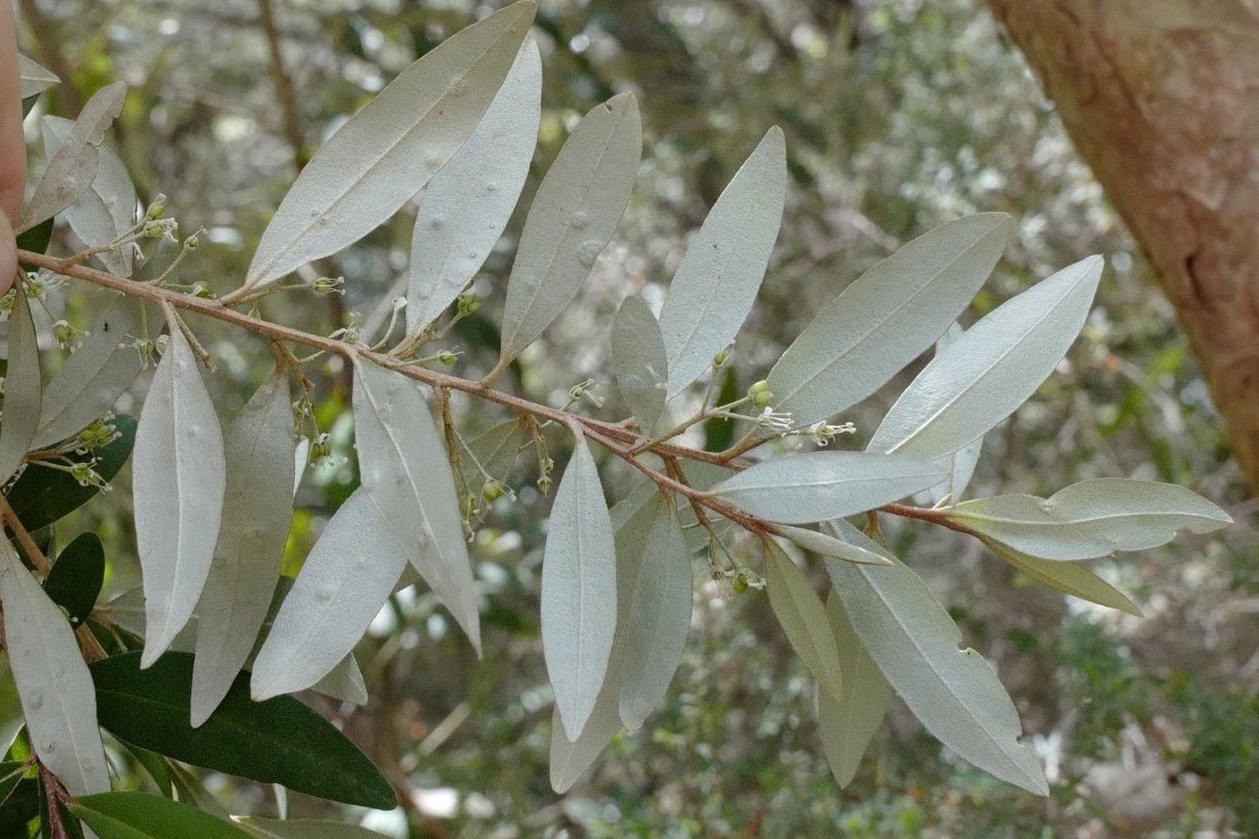 Photo of Nematolepis squamea