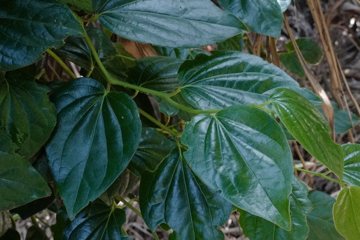 Photo of Piper hederaceum