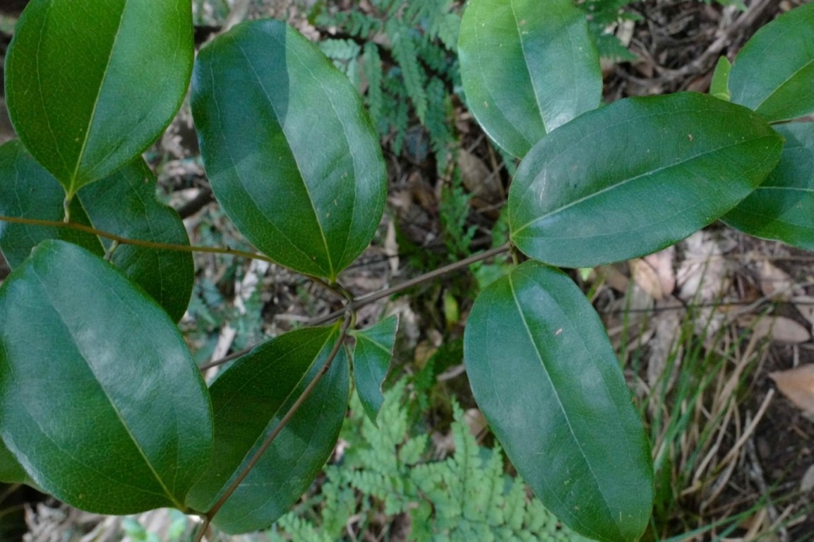 Photo of Ripogonum album