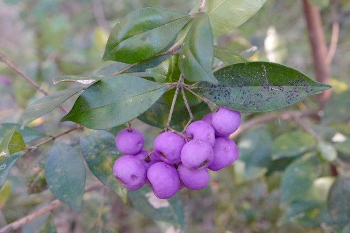 Photo of Acmena smithii (Common Lilly Pilly)