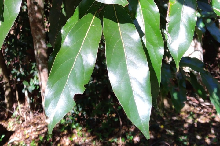Photo of Cryptocarya microneura (Murrogun)