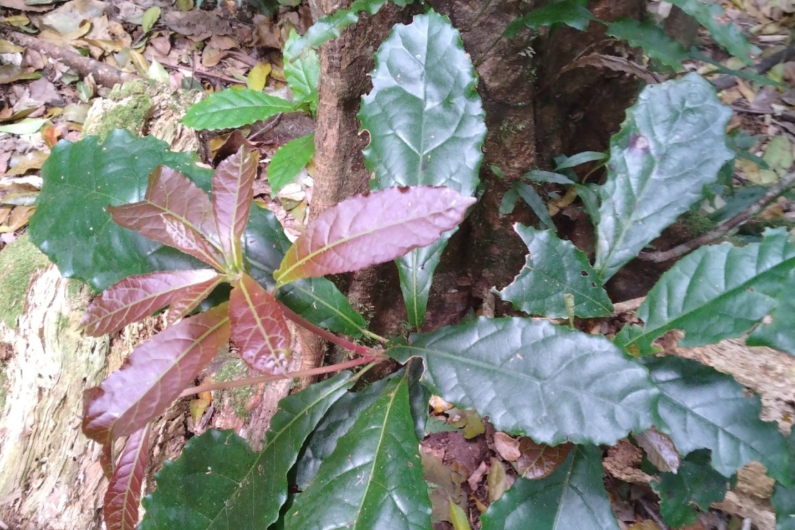Photo of Sloanea australis