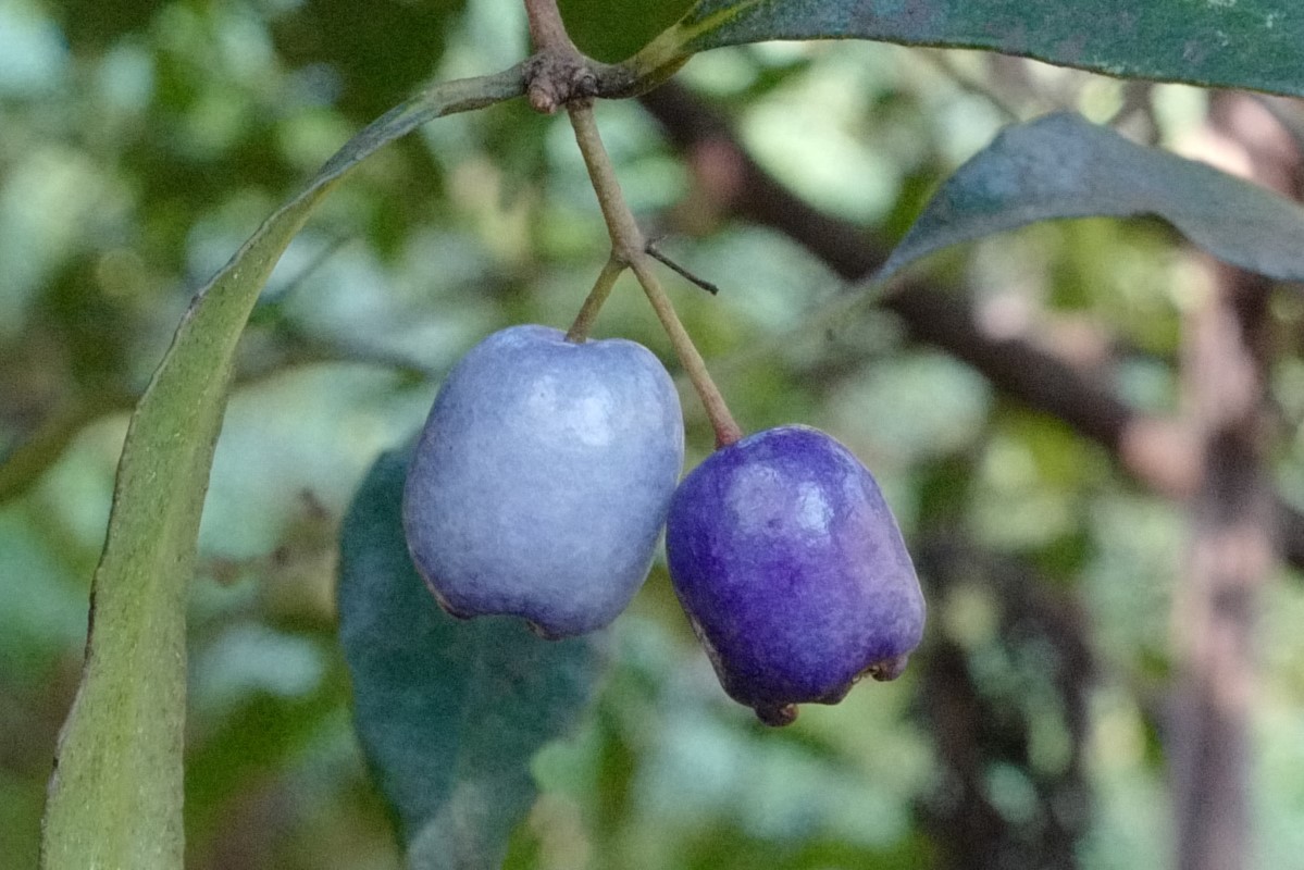 Syzyium oleosum