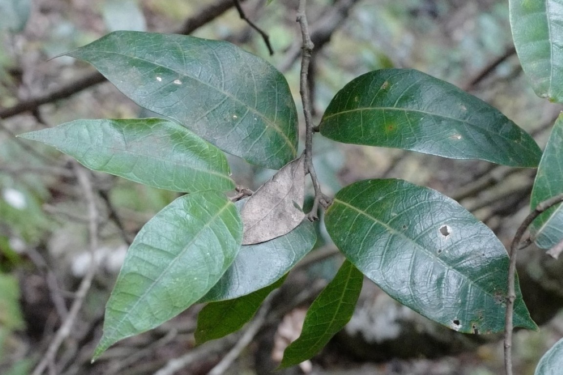 Photo of Trophis scandens
